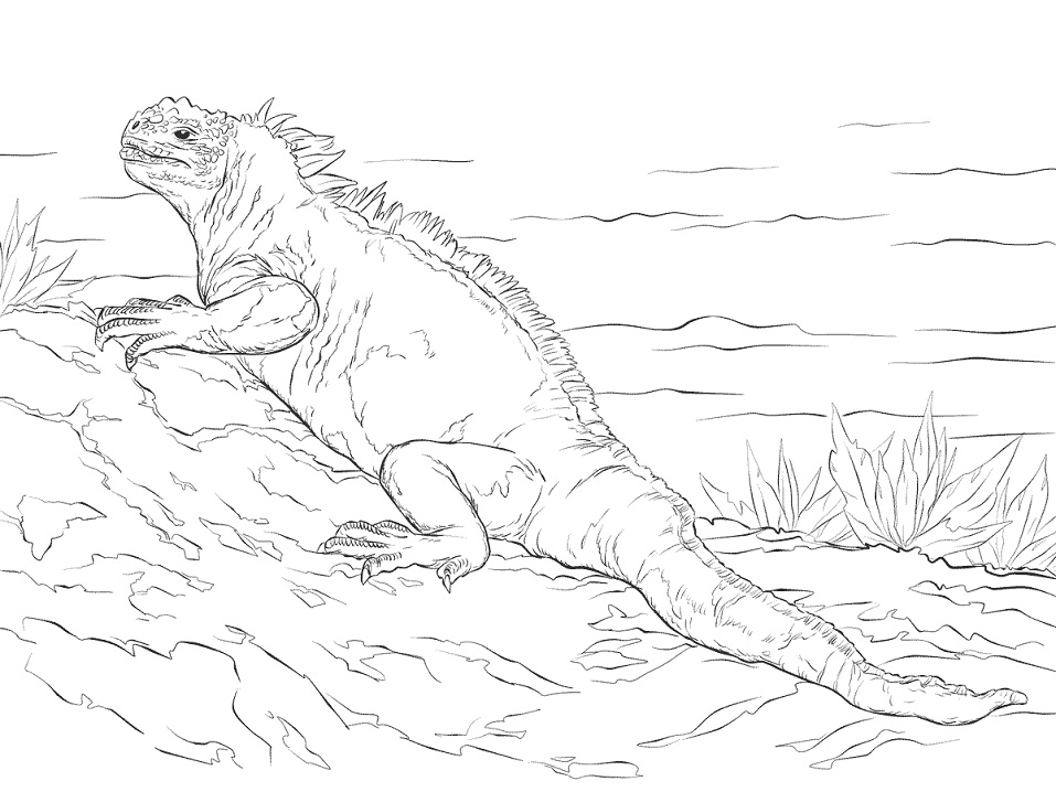 Marine Iguana para colorir