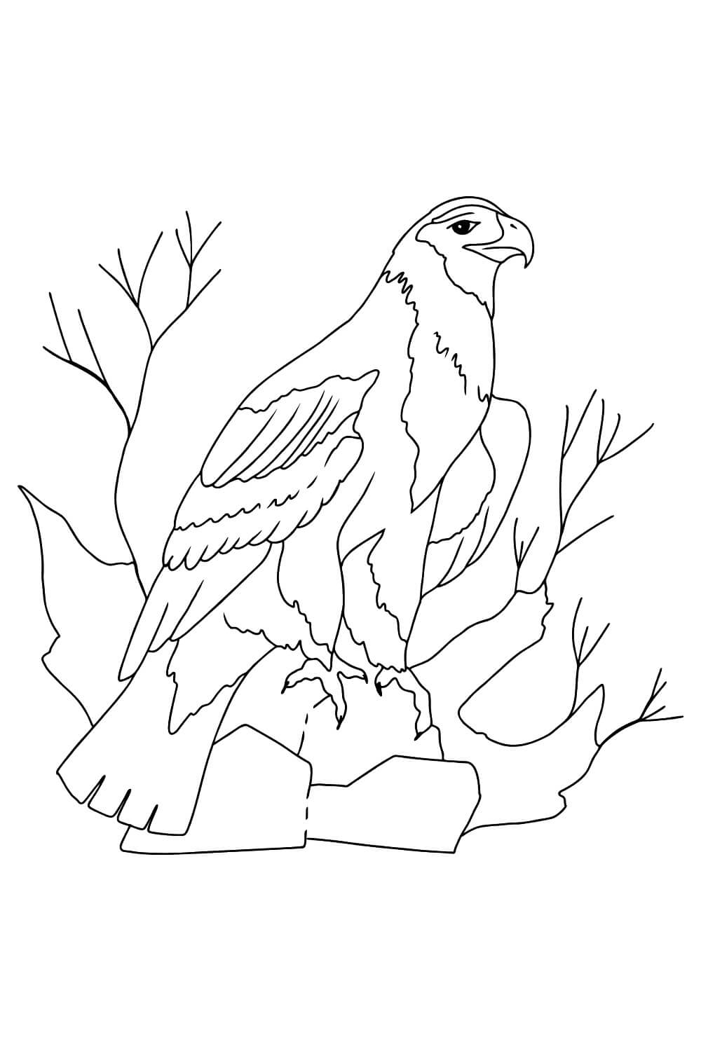Dibujos de Águila Adorable para colorear