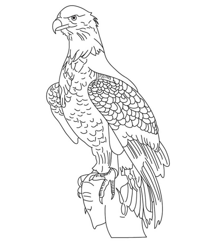 Dibujos de Águila Básica para colorear