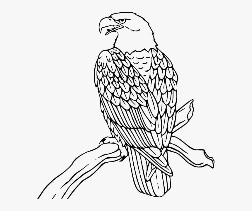 Águila Calva de pie en la Rama de un Árbol para colorir