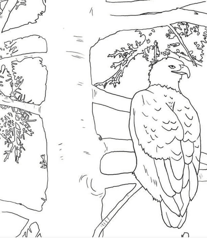 Dibujos de Águila Calva en el árbol para colorear