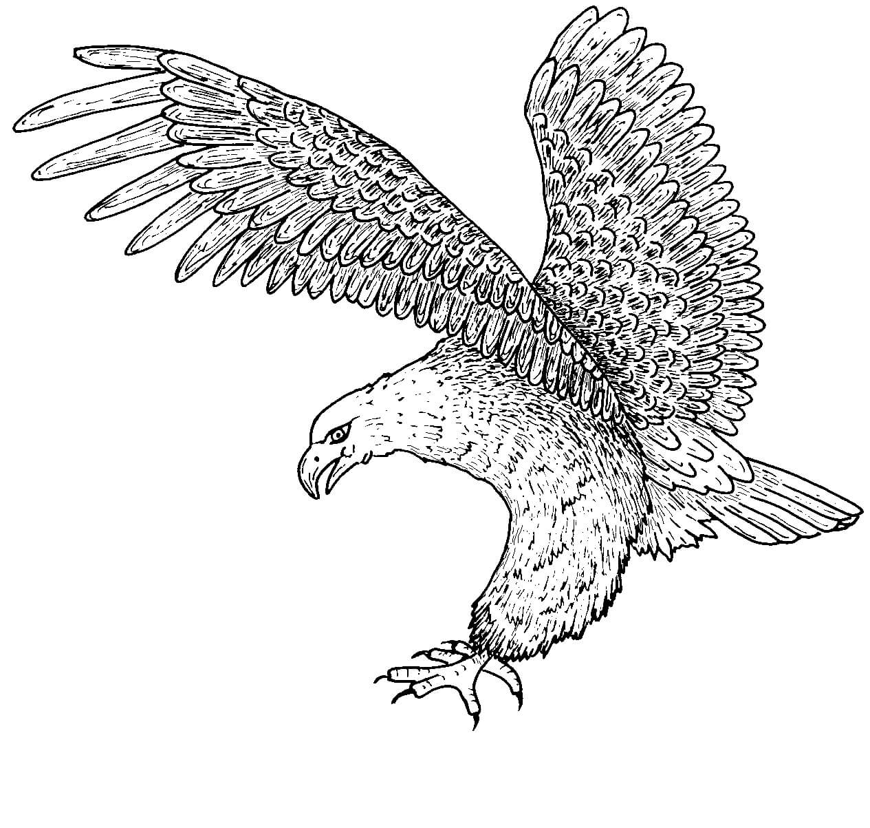 Dibujos de Águila Calva es para Adultos para colorear