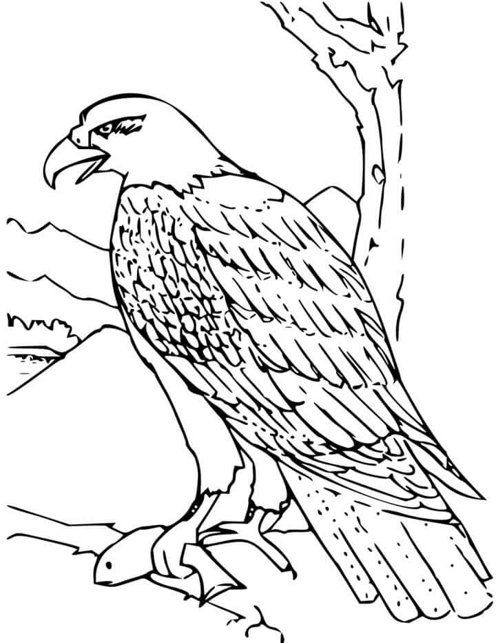 Dibujos de Águila Calva para colorear