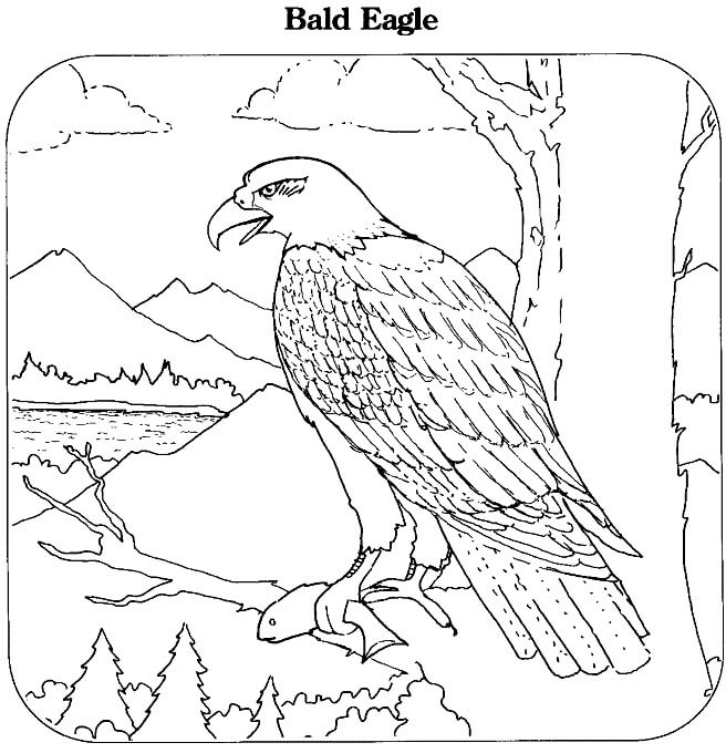 Dibujos de Águila de pie en la Rama de un Árbol para colorear