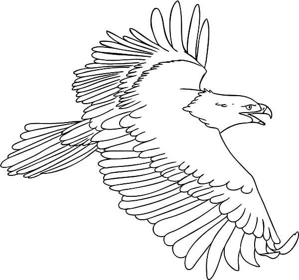 Dibujos de Águila Feliz para colorear