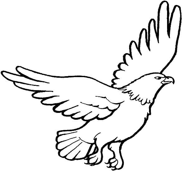 Águila Libre para colorir