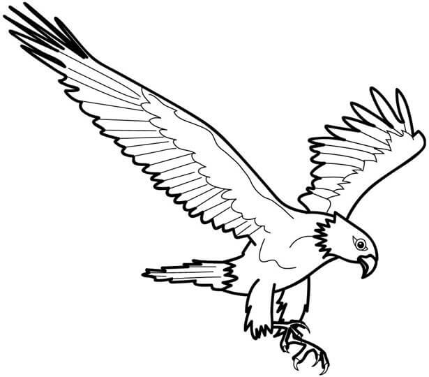 Dibujos de Águila Normal para colorear
