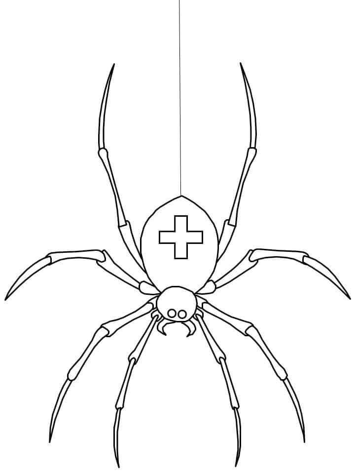 Araña Médica para colorir