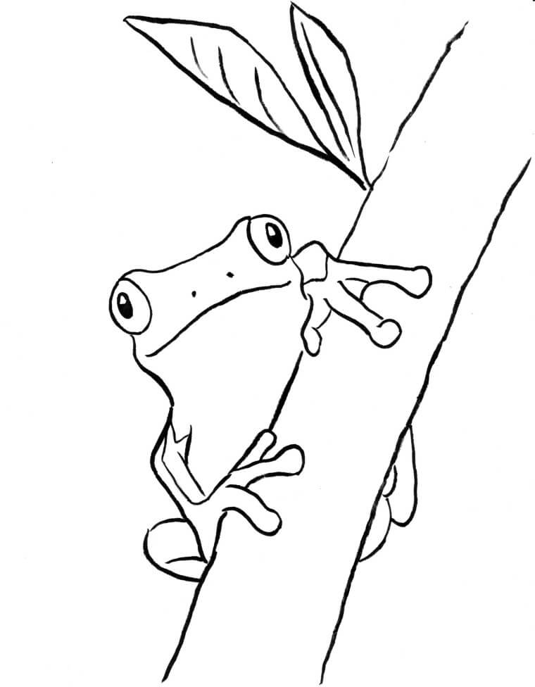 Dibujos de Árbol de rama de Escalada de Rana para colorear