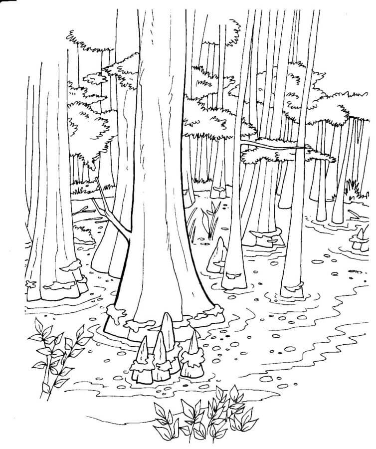 Dibujos de Árboles gigantes en el bosque para colorear