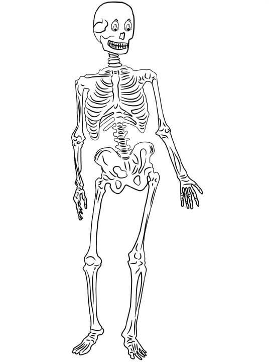 Dibujos de Buen Esqueleto para colorear