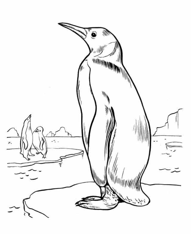 Dibujos de Buen Pingüino para colorear
