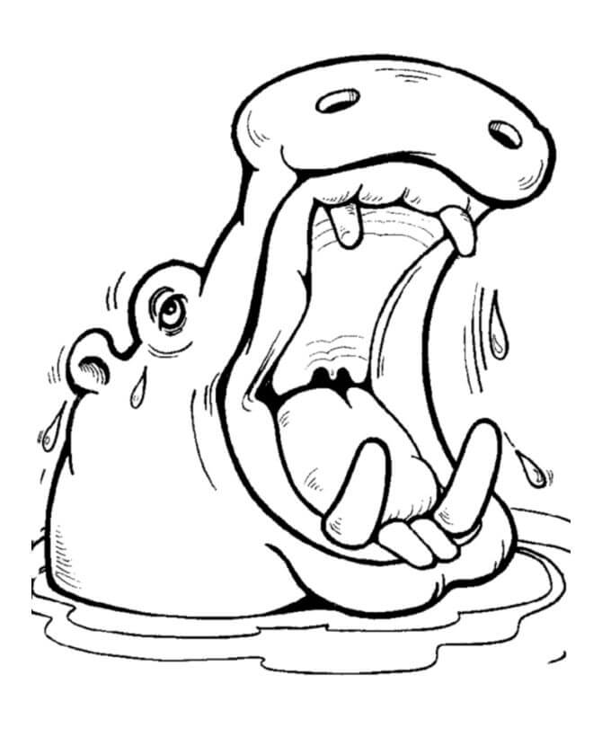 Dibujos de Cabeza de Hipopótamo para colorear