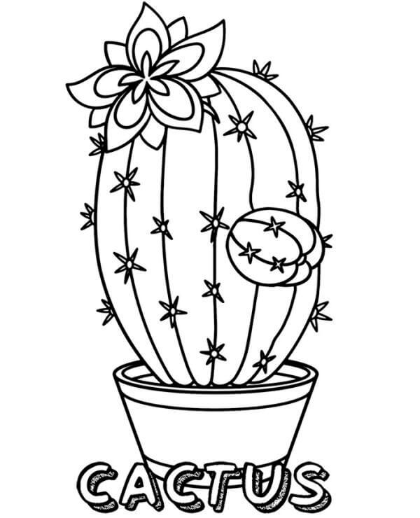 Dibujos de Cactus Básico para colorear