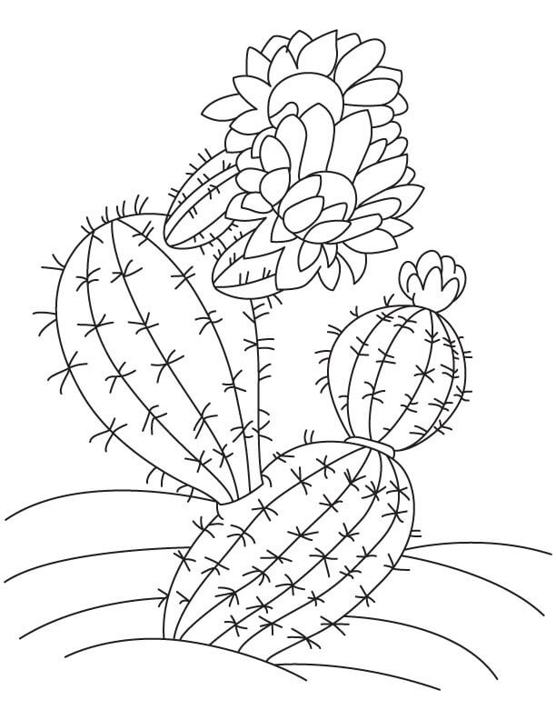 Cactus con Flor para colorir