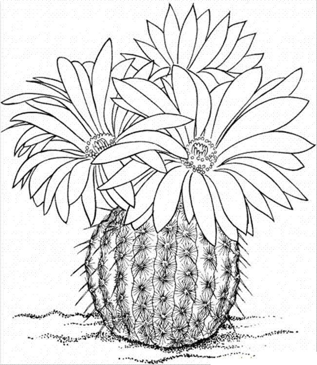 Dibujos de Cactus con tres Flores para colorear