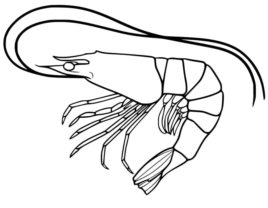 Dibujos de Camarones imprimible para colorear
