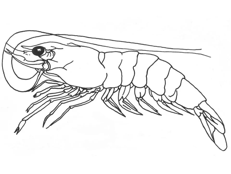 Dibujos de Camarones muy fácil para colorear