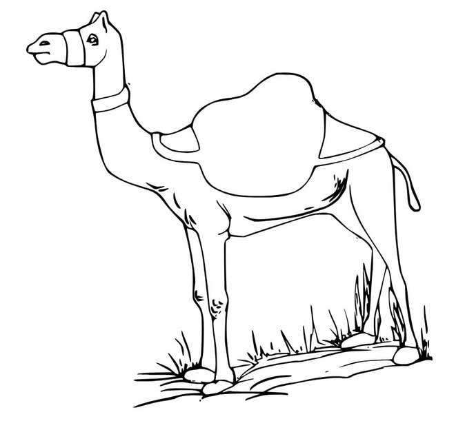 Dibujos de Camellos en la hierba para colorear