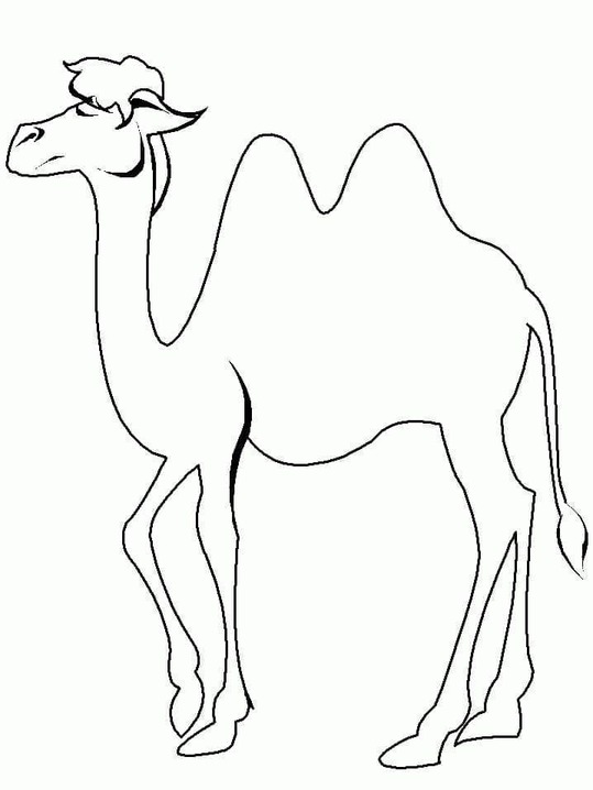 Dibujos de Camellos fáciles para colorear