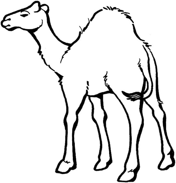 Dibujos de Camellos normales para colorear