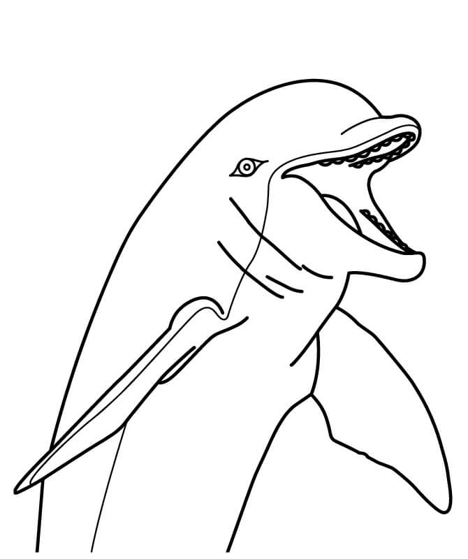 Dibujos de Cara de Delfín para colorear