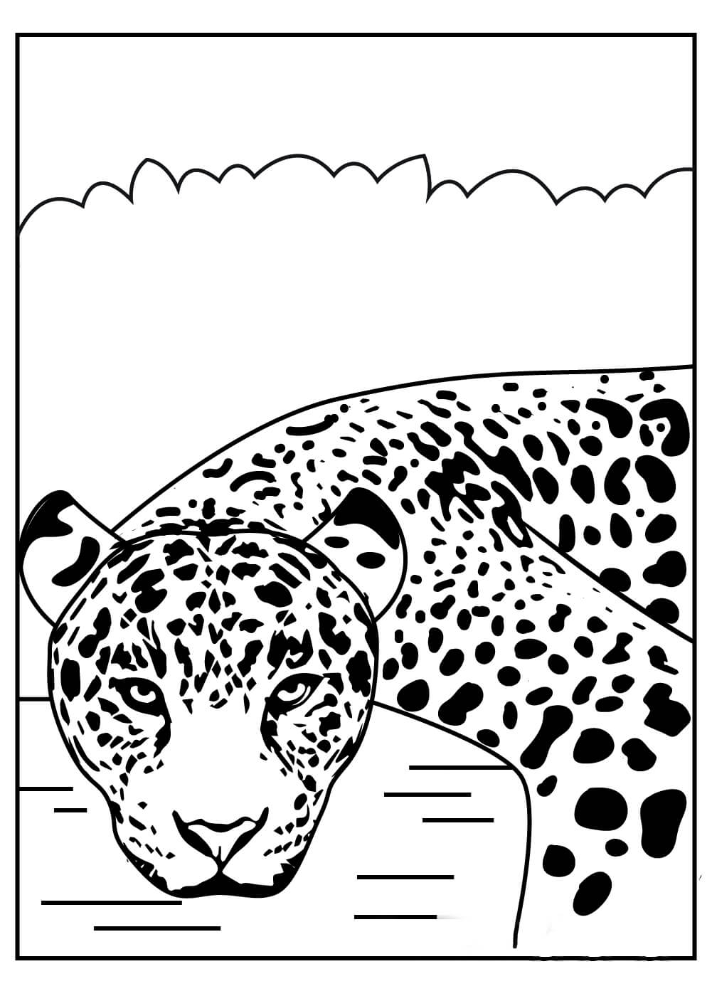 Dibujos de Cara de Jaguar Básica para colorear