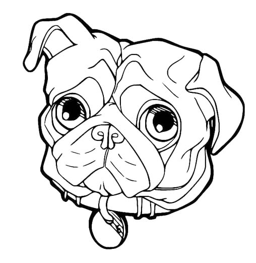 Dibujos de Cara de pug para colorear