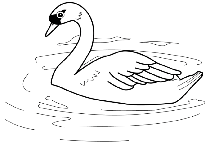 Dibujos de Cisne Natación para colorear