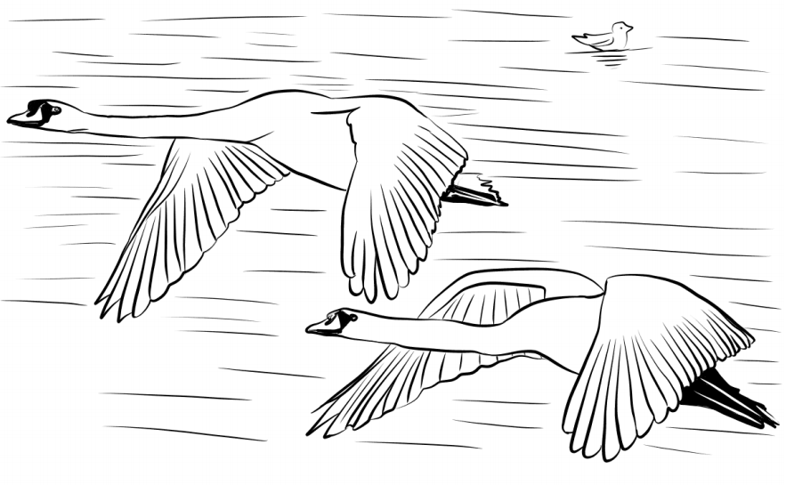 Dibujos de Cisnes Volando para colorear