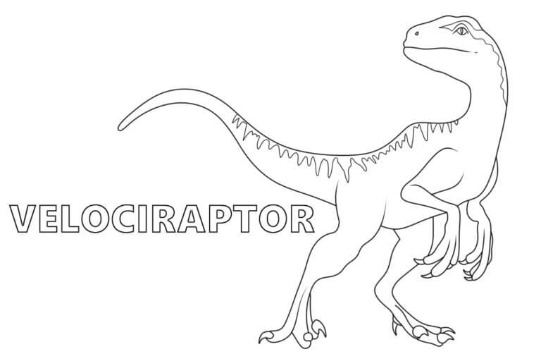 Cómo dibujar un velociraptor básico para colorir