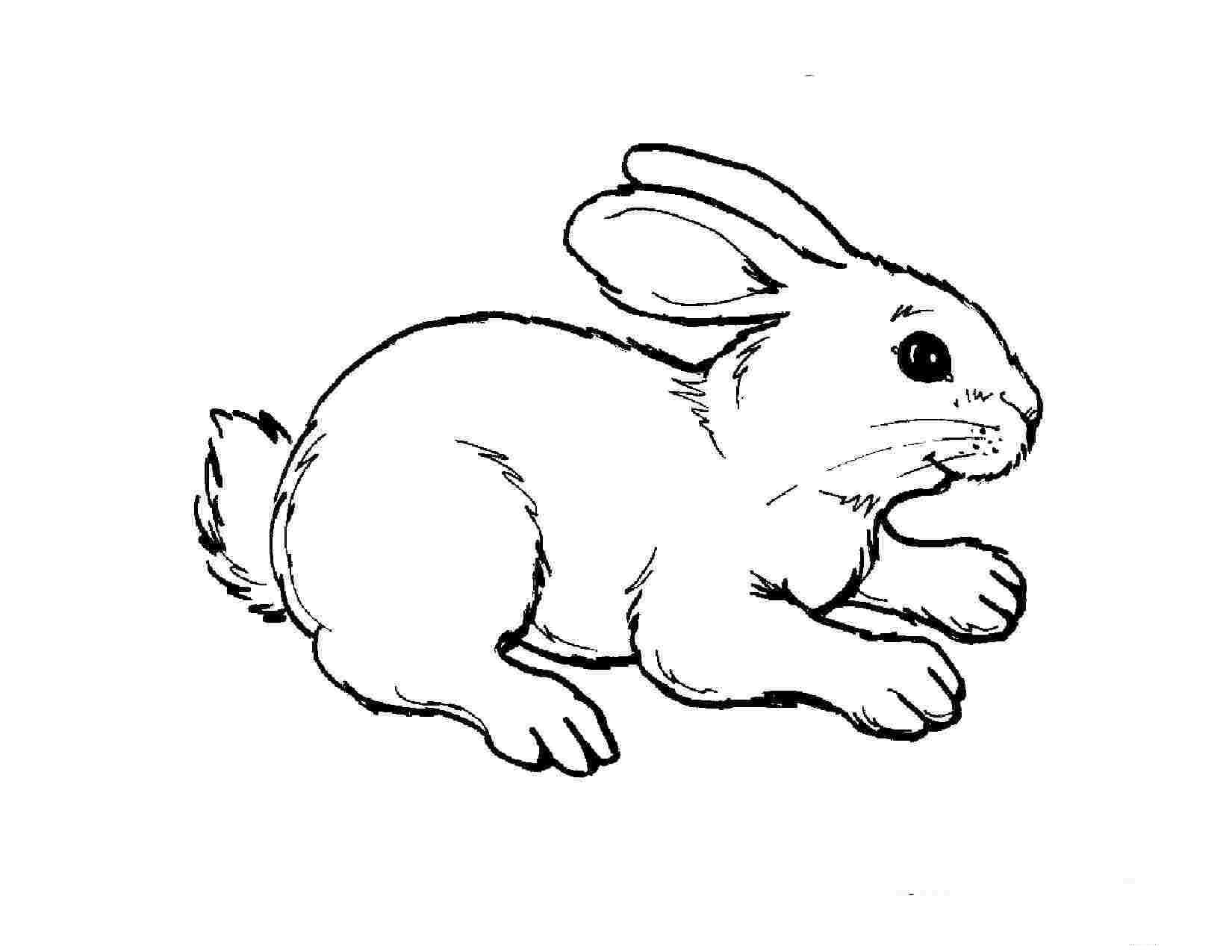 Dibujos de Conejo para colorear