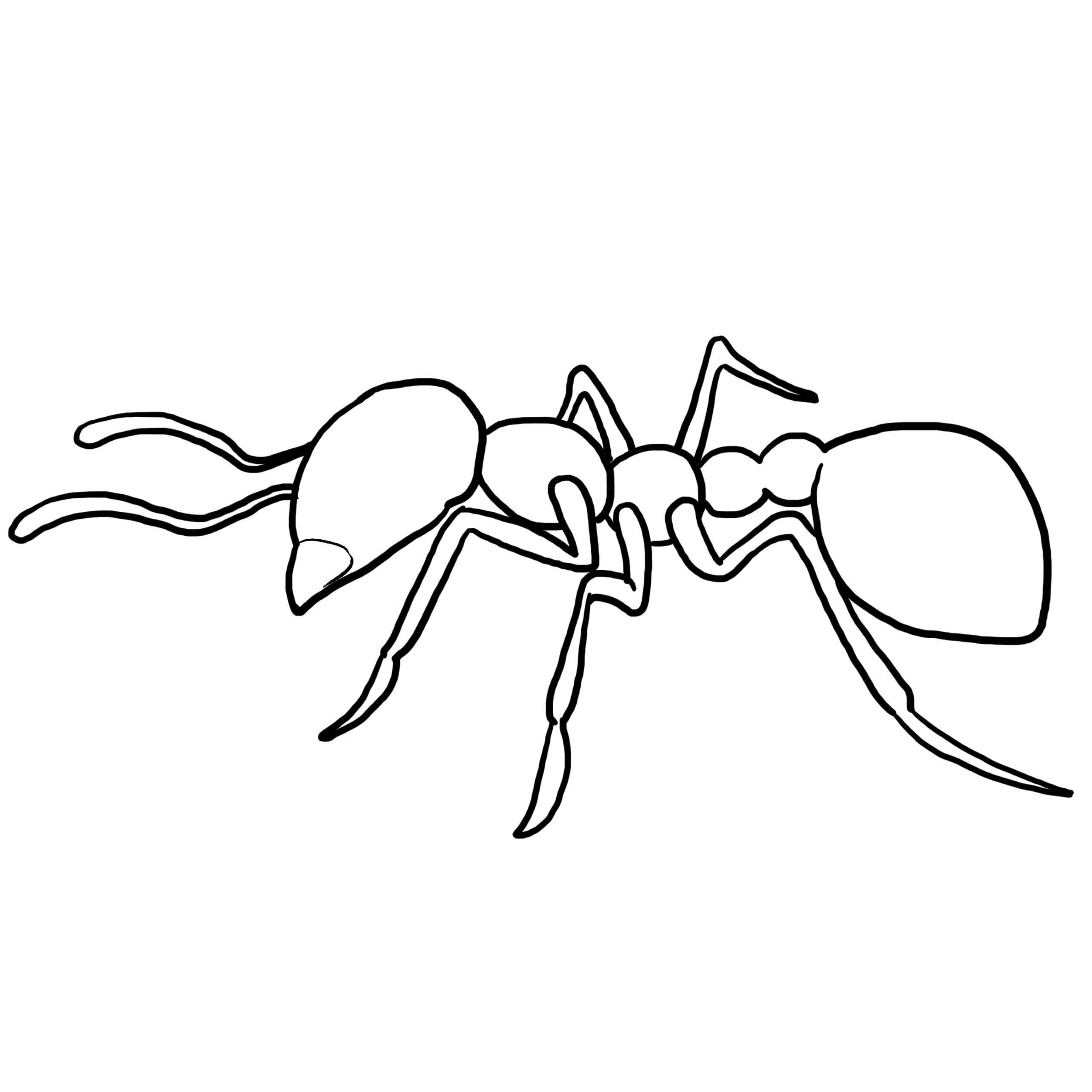 Dibujos de Contorno de Hormiga para colorear