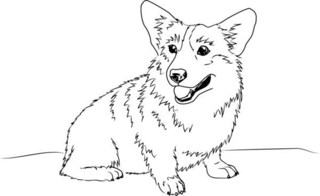 Dibujos de Corgi básico para niños para colorear