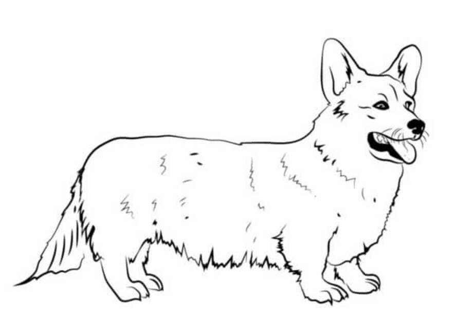 Dibujos de Corgi fácil para colorear