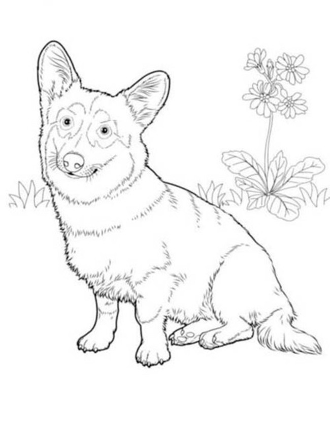 Dibujos de Corgi imprimible para colorear