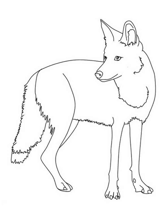 Dibujos de Coyote fácil para colorear
