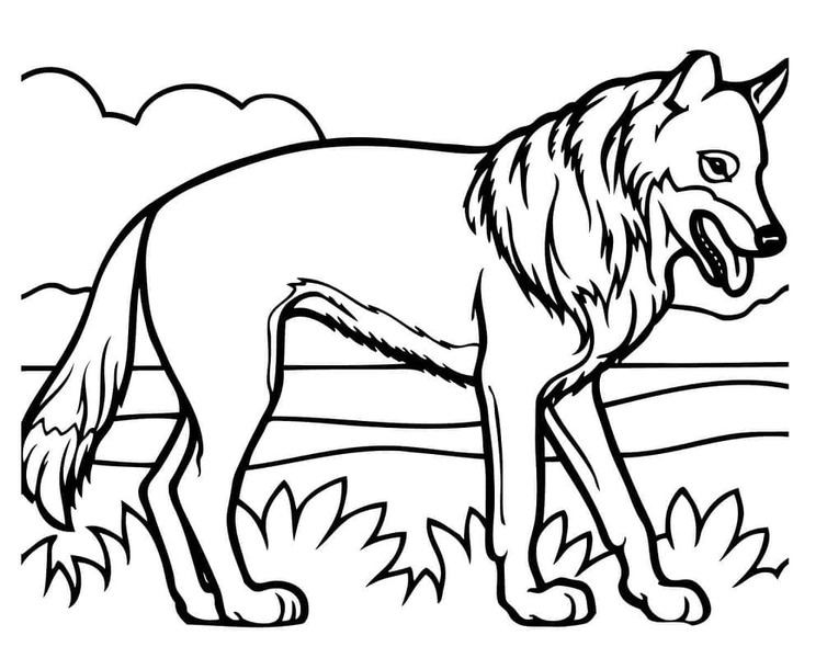 Dibujos de Coyote gratis para colorear