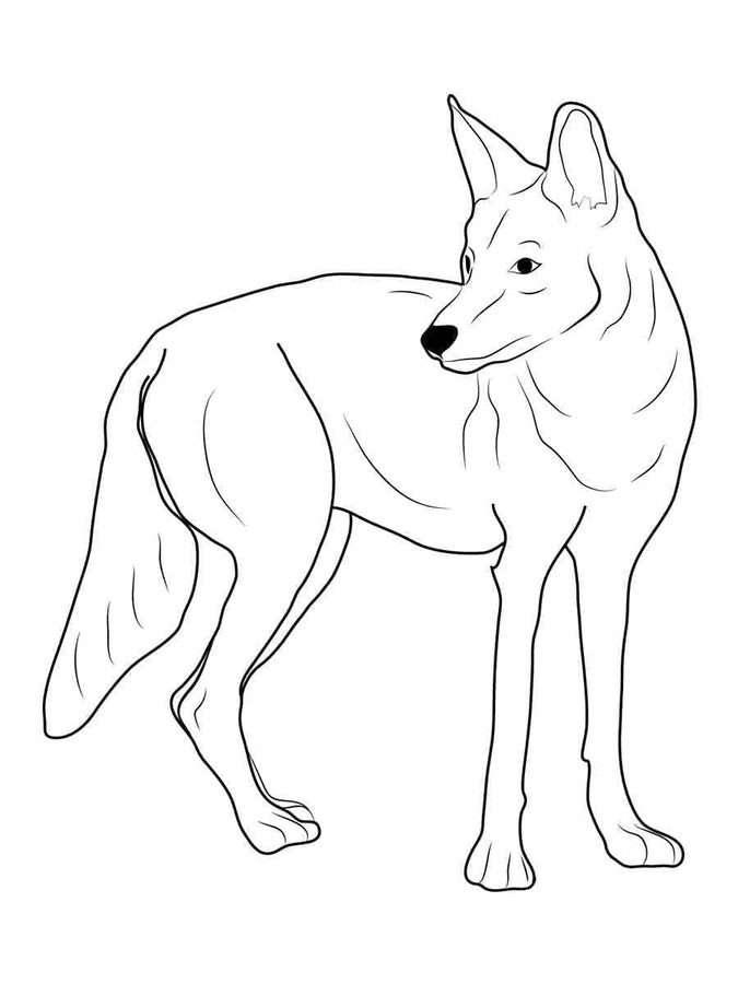 Dibujos de Coyote Imprimible para niños para colorear