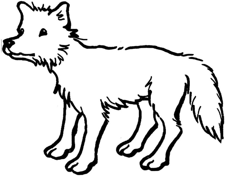 Dibujos de Coyote para niños para colorear