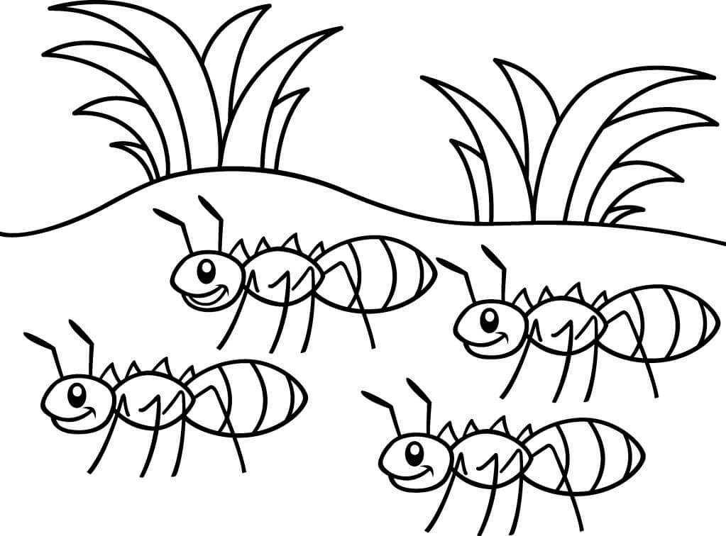Cuatro Hormigas para colorir