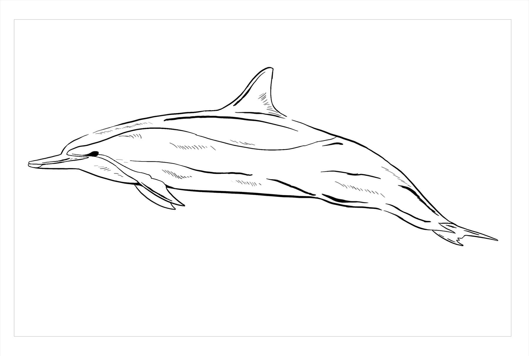 Delfín Girador para colorir