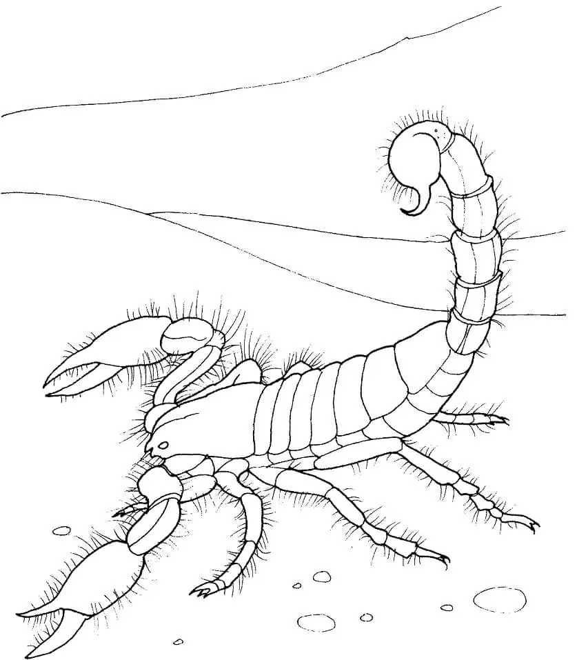 Dibujos de Desierto gratis para niños para colorear