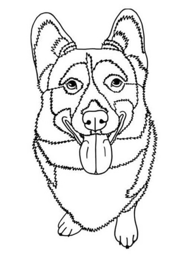 Dibujos de Dibuja bonito Corgi para colorear