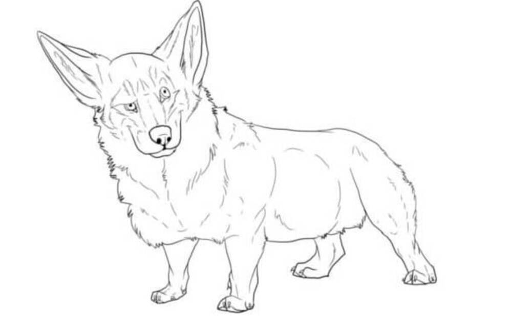Dibujos de Dibuja Corgi imprimible para colorear