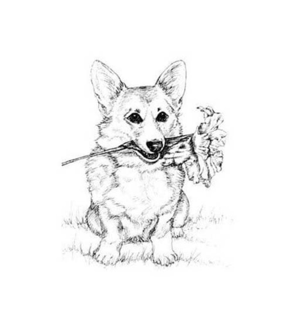 Dibujos de Dibuja Corgi imprimir gratis para colorear