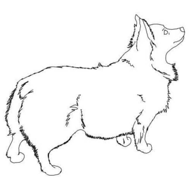 Dibujos de Dibuja Corgi Sencillo para niños para colorear