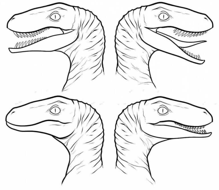 Dibujos de Dibuja cuatro cabezas de Velociraptor para colorear