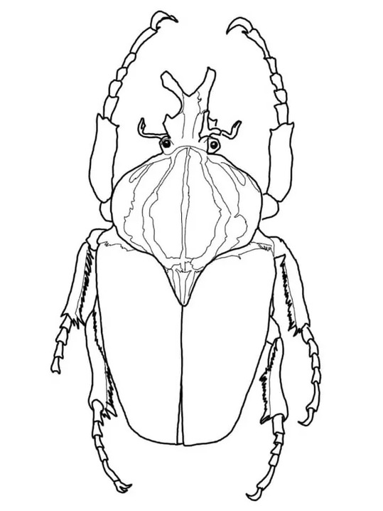 Dibujos de Dibuja escarabajos Goliat para colorear