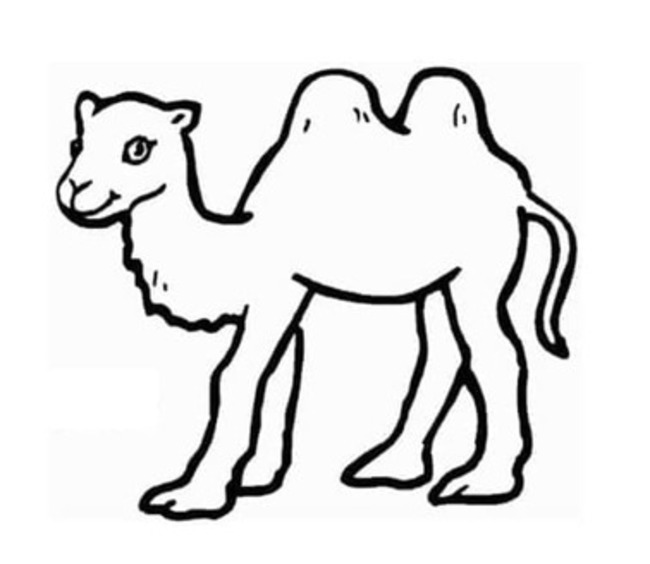 Dibujos de Dibuja hermosos camellos para colorear